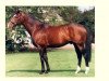stallion Sadler's Wells xx (Thoroughbred, 1981, from Northern Dancer xx)