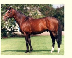 Deckhengst Sadler's Wells xx (Englisches Vollblut, 1981, von Northern Dancer xx)