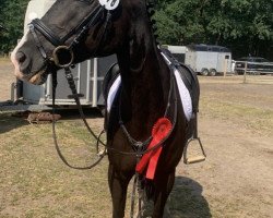 dressage horse Farah (German Riding Pony, 2008, from Noir de Luxe)