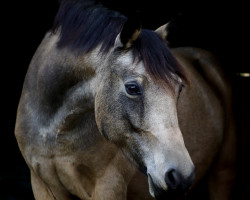 Dressurpferd Dillyn Riani (Deutsches Reitpony, 2015, von Hesselteichs Grimaldi)