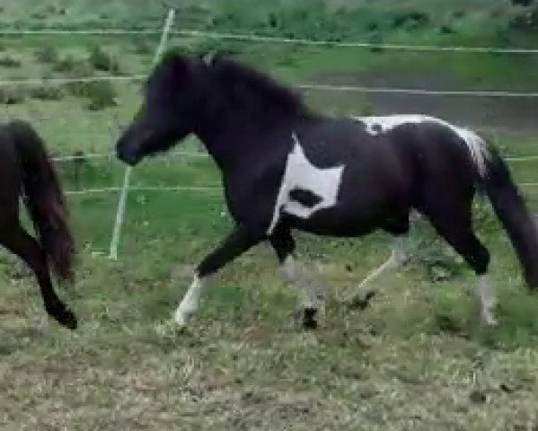 Zuchtstute First Lady (Shetland Pony, 2011, von Vox Silbersee)