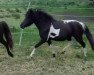 broodmare First Lady (Shetland Pony, 2011, from Vox Silbersee)