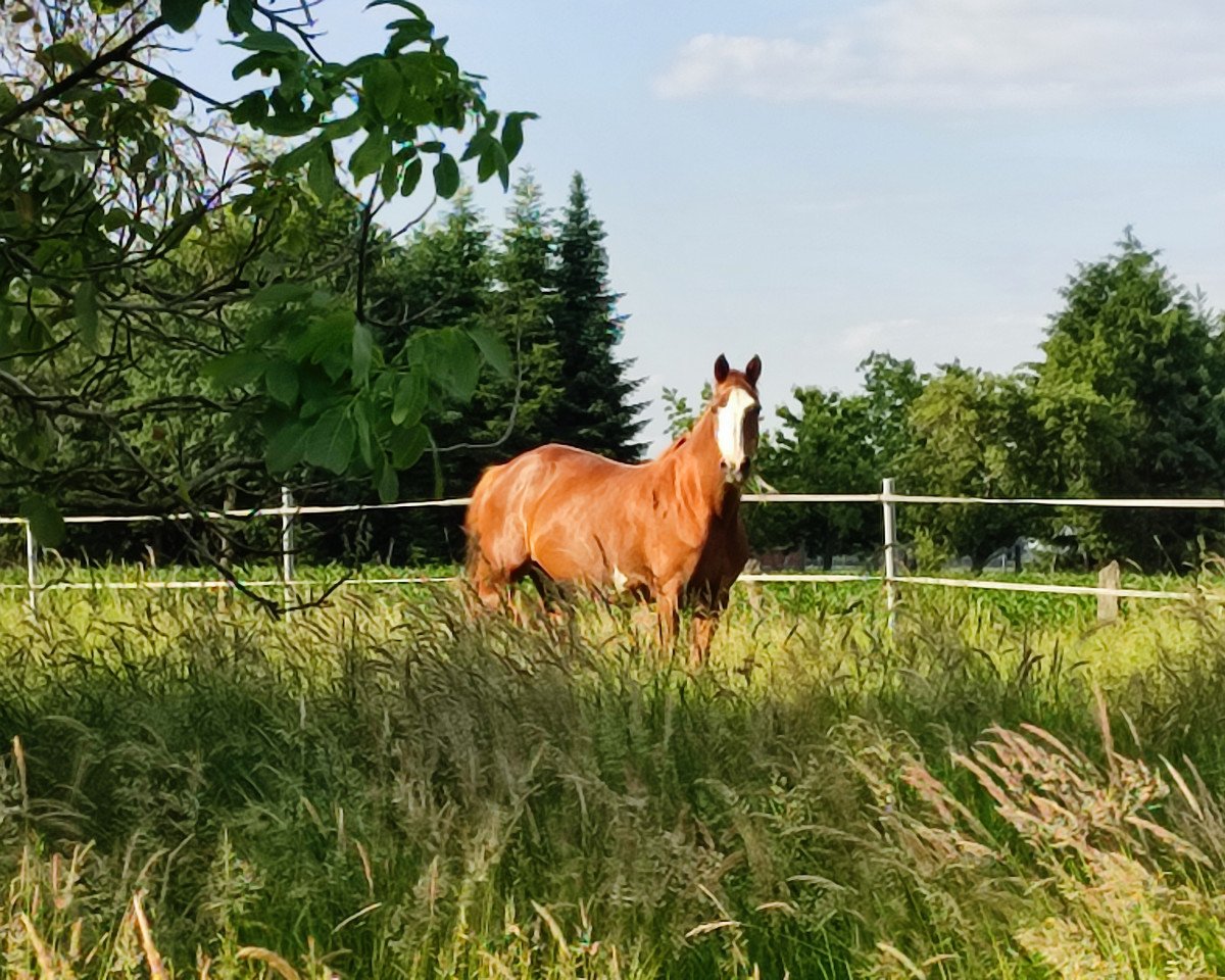 broodmare Frederike 29 (Hanoverian, 2000, from Friedenstraum)
