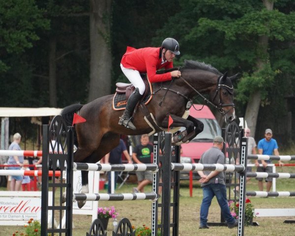 jumper Dustie MHB (German Sport Horse, 2014, from Discar)