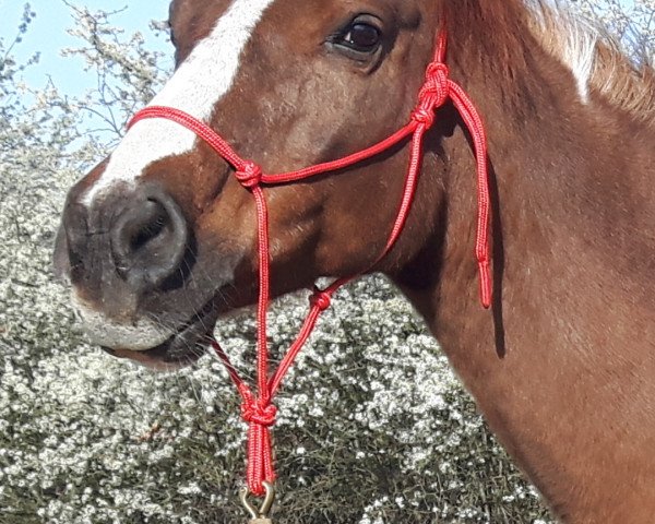 broodmare Shubanih (Arab half breed / Partbred, 1996, from Ameen EAO)