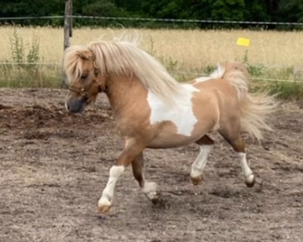 stallion Janikos Armani (Dt.Part-bred Shetland pony, 2019, from Ambitie van de Zandkamp)