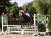 jumper Black Boy 30 (German Riding Pony, 2003, from Black Dancer)