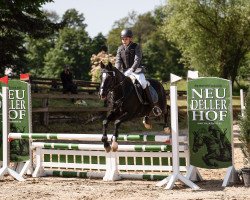 jumper Black Boy 30 (German Riding Pony, 2003, from Black Dancer)