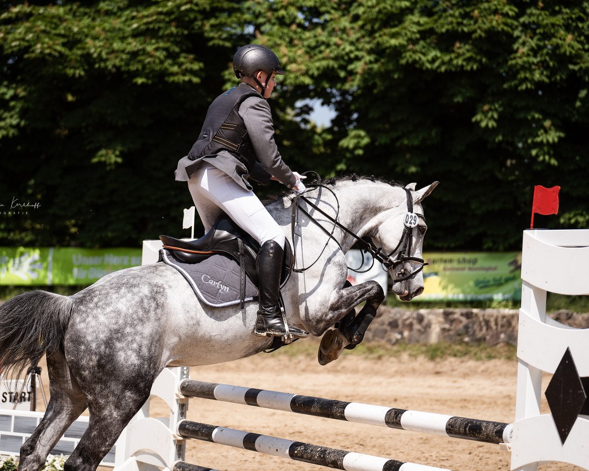 Springpferd Carlyn Z (Zangersheide Reitpferd, 2014, von Capriano)