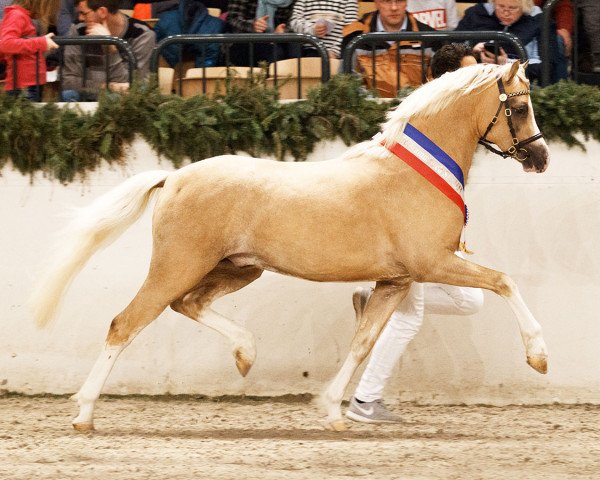 stallion Ankumshof Kensington (Welsh-Pony (Section B), 2015, from Nilantshoeve's Zippo)