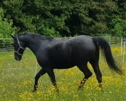 dressage horse Der kleine Prinz 11 (Hanoverian, 2006, from Don Crusador)