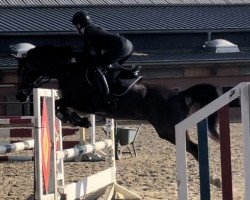 dressage horse Starpower Lola (German Riding Pony, 2009, from Carnuet)