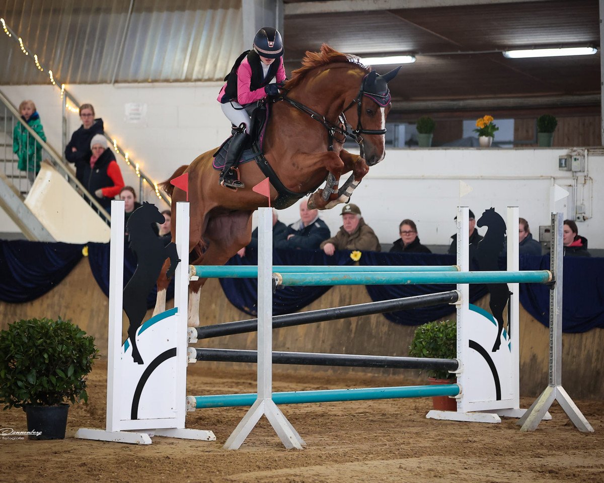 jumper Vespucci 18 (Hanoverian, 2016, from Kannan)