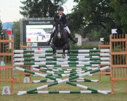 stallion Couleur Noire (Zweibrücken, 2004, from Couleur Rubin)