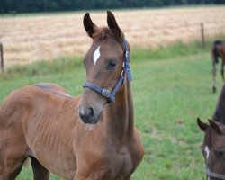 dressage horse Baldwin (Hanoverian, 2023, from Be Sure)