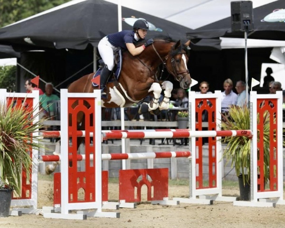 Deckhengst Mylord van't Vlasmeer (Belgisches Warmblut, 2012, von Emerald van 't Ruytershof)
