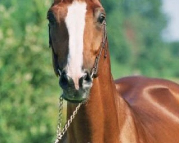 stallion Jasper Bleu (Selle Français, 1997, from Le Tôt de Semilly)