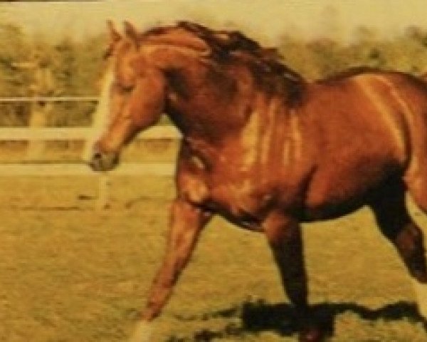 Deckhengst Pueblo (Selle Français, 1981, von Galant de la Cour)