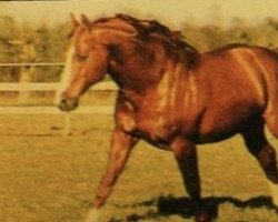 stallion Pueblo (Selle Français, 1981, from Galant de la Cour)