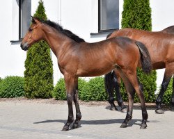 jumper Bicosida (Oldenburg, 2023, from Pr.H. Bingo Boy)