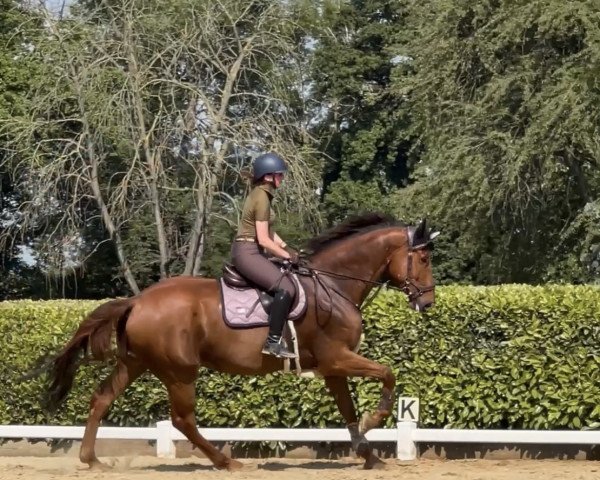 jumper Cartouche Z (Zangersheide riding horse, 2017, from Corico Z)