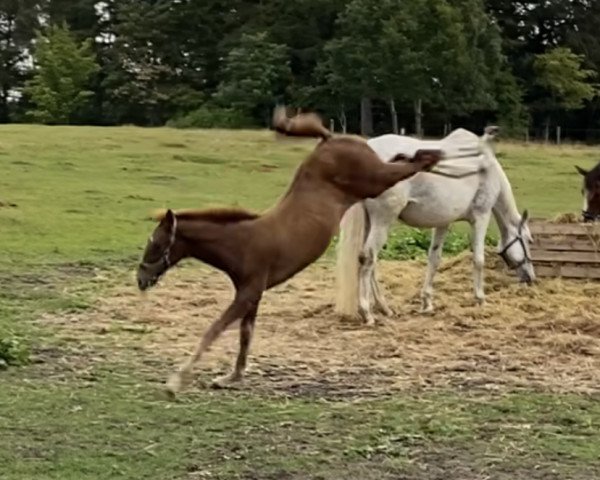 Springpferd Comme Un Belle Fiore (Holsteiner, 2022, von Comme il Faut)