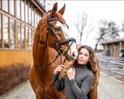 dressage horse Silberjunge 2 (Westphalian, 2011, from Silbermond)