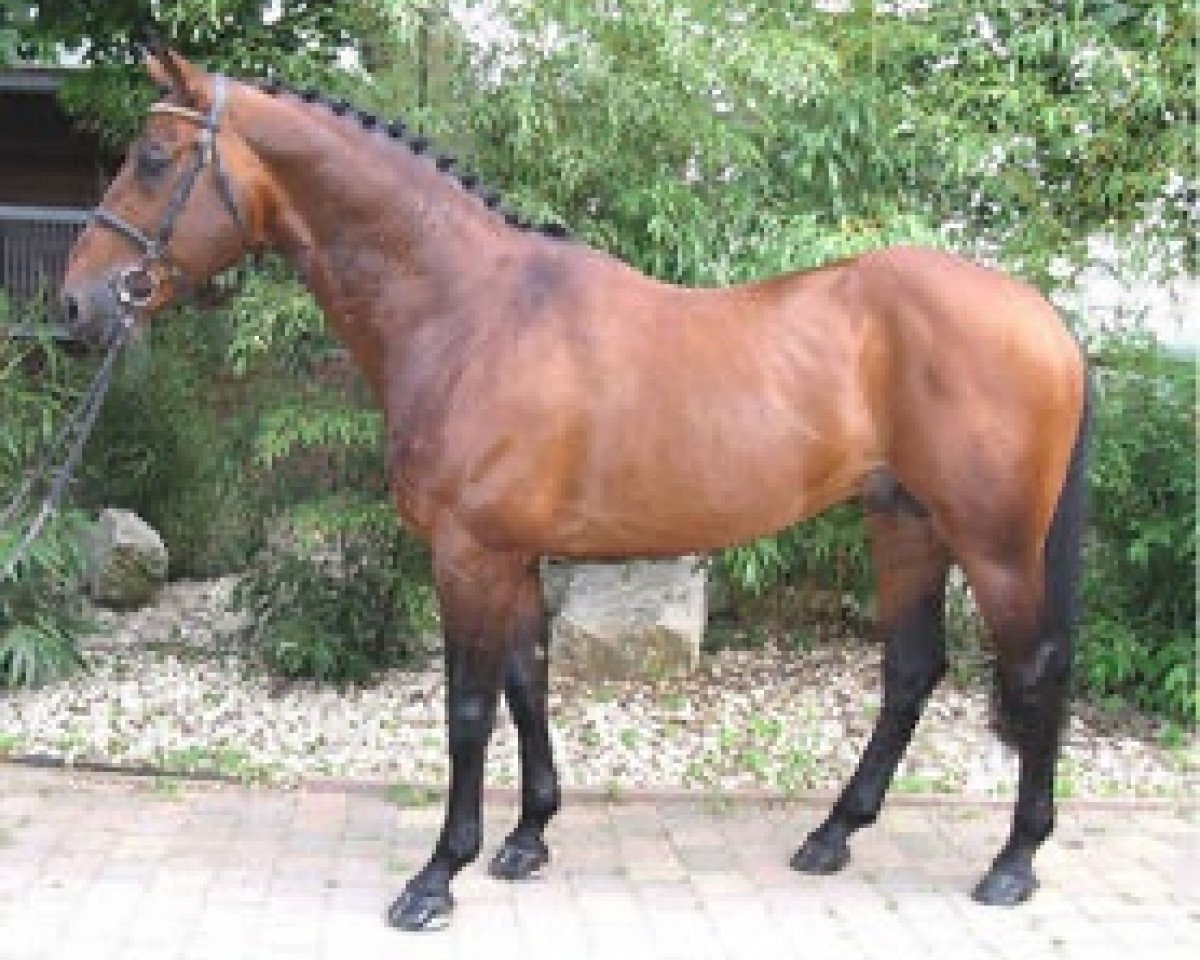 Deckhengst Quick Star IV CH (Schweizer Warmblut, 1995, von Quick Star)