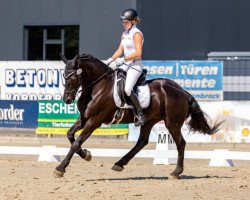 dressage horse Lilly 634 (KWPN (Royal Dutch Sporthorse), 2008)