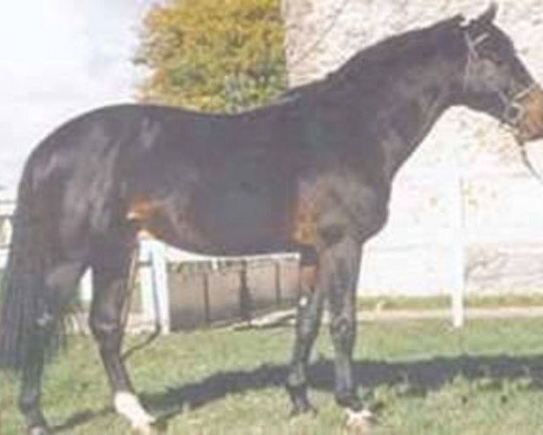 stallion Anarcos (Selle Français, 1988, from Narcos II)