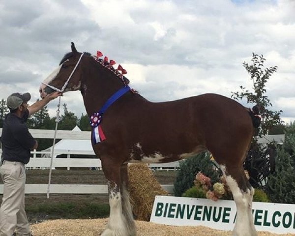 Pferd Willow Way Maybelline (Clydesdale, 2012, von Willow Way Ideal)