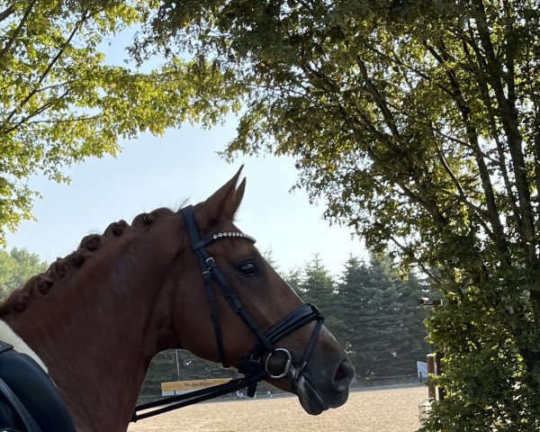 dressage horse Queen of my heart 4 (Oldenburg, 2019, from Quantensprung 3)