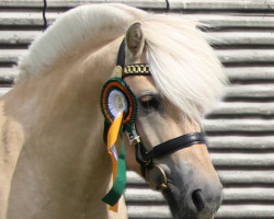 horse Montanas Hugin (Fjord Horse, 2019, from Merinas Emil)