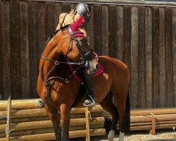 broodmare Lissy (Dutch riding horses and ponies with Arabic blood content, 2004, from Anthem)