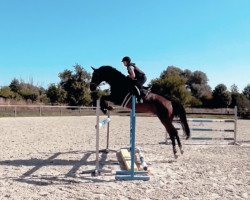 jumper Easy Boy du Bois (Selle Français, 2014, from Quality Bois Margot)