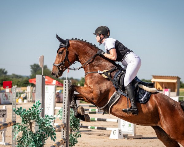 jumper Terra Valentina K (German Sport Horse, 2018, from van Gogh)