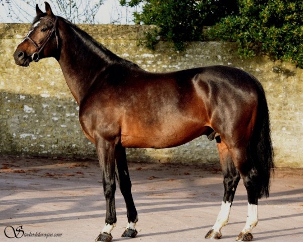 Deckhengst Unesco du Feu (Selle Français, 2008, von Diamant de Semilly)