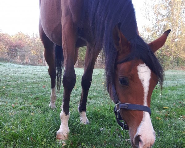 broodmare Filarosa (Arabian thoroughbred, 2018, from El Shanti)