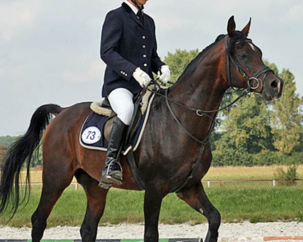 stallion Pedagog (Arabian thoroughbred, 2001, from Pilot ox)