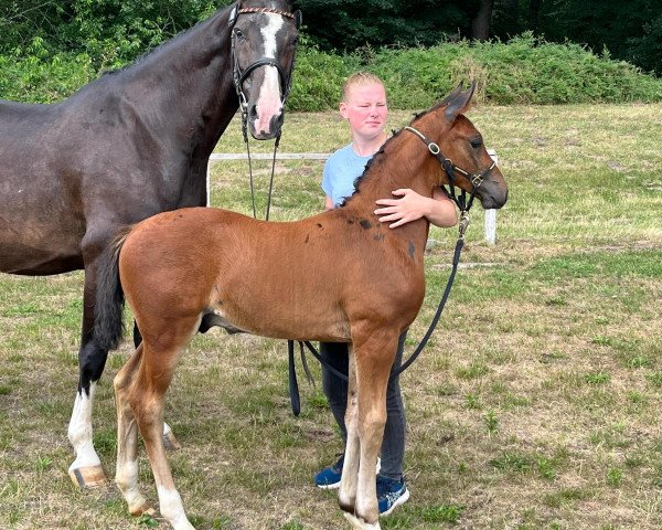 Springpferd Tabe‘s Heeman (Westfale, 2023, von Haaland)