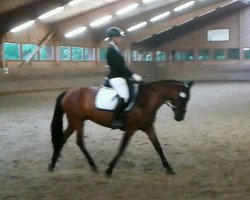 dressage horse Dream Boy's Dunja (German Riding Pony, 2001, from Ulfenbach Dream Boy)