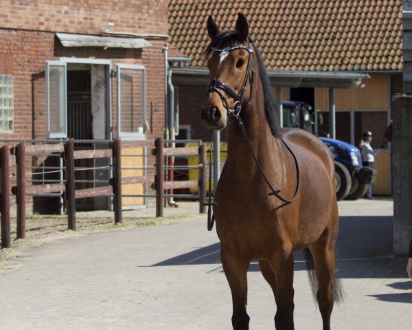 dressage horse Wonder (Hanoverian, 2019, from Valverde NRW)