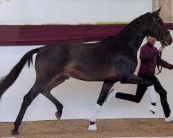 stallion Secret of Bavaria MZ (German Sport Horse, 2019, from Secret)