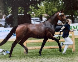 broodmare Rosemarie (Bavarian, 2017, from Ben Benicio)