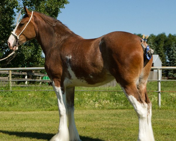 Zuchtstute Willow Way Mhorita (Clydesdale, 2012, von Majestic Dream's Royal Prince)