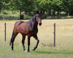 Springpferd Dakota Z (Zangersheide Reitpferd, 2016, von Dallas VDL Z)