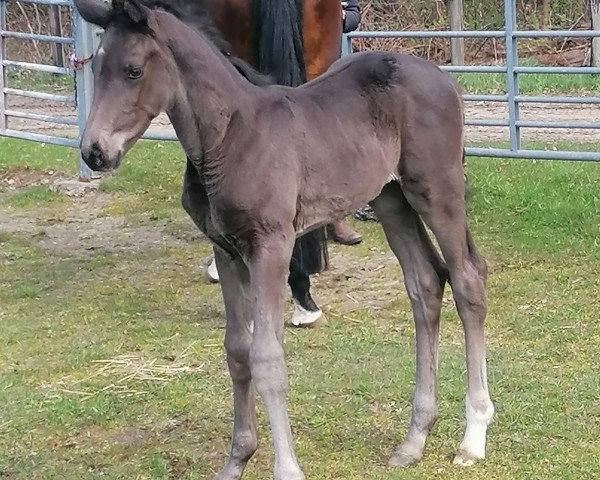 dressage horse Sisqo HJ (Hanoverian, 2022, from Santos)