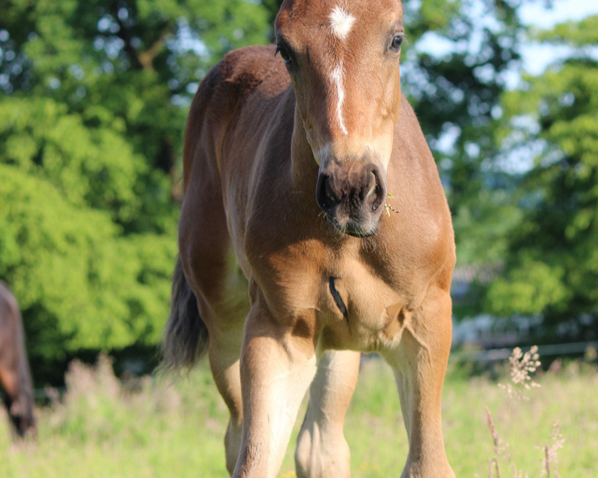 dressage horse Vincent (Westphalian, 2023, from Vidar)