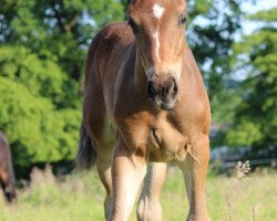 dressage horse Vincent (Westphalian, 2023, from Vidar)