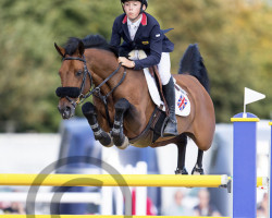 jumper Elando van de Roshoeve (Belgian Warmblood, 2004, from Rebus G)